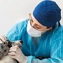 Лечение блошиного дерматита у кошек