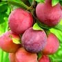 Саженцы плодово-ягодных деревьев, кустарников и не только – ключевые особенности, покупка